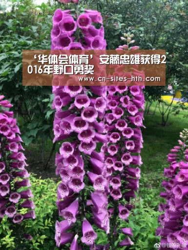 华体会体育